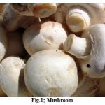 Fig.1; Mushroom