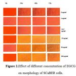 2.Effect of different concentration of EGCG on morphology of SCaBER cells.